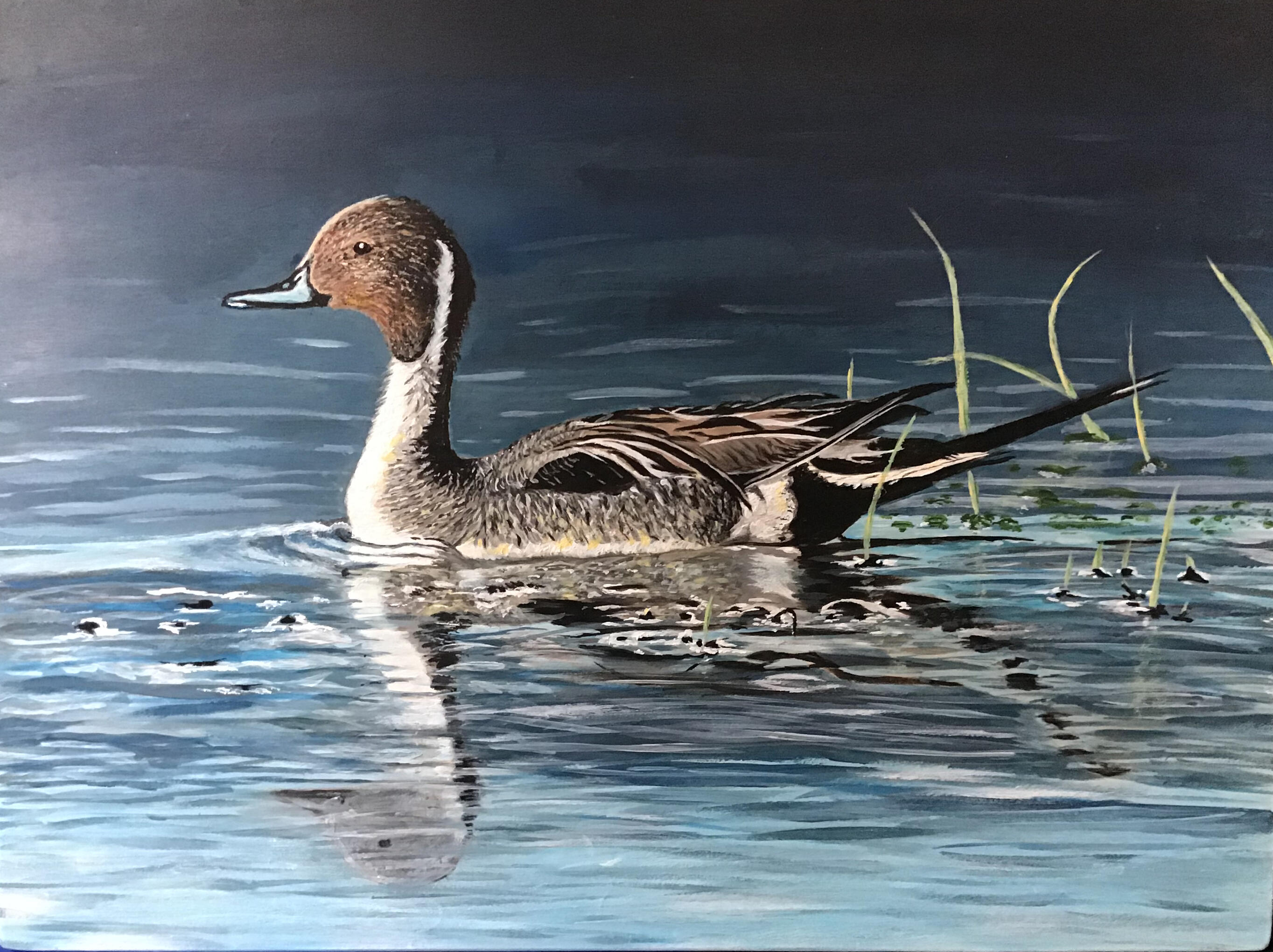 Northern Pintail (SOLD)