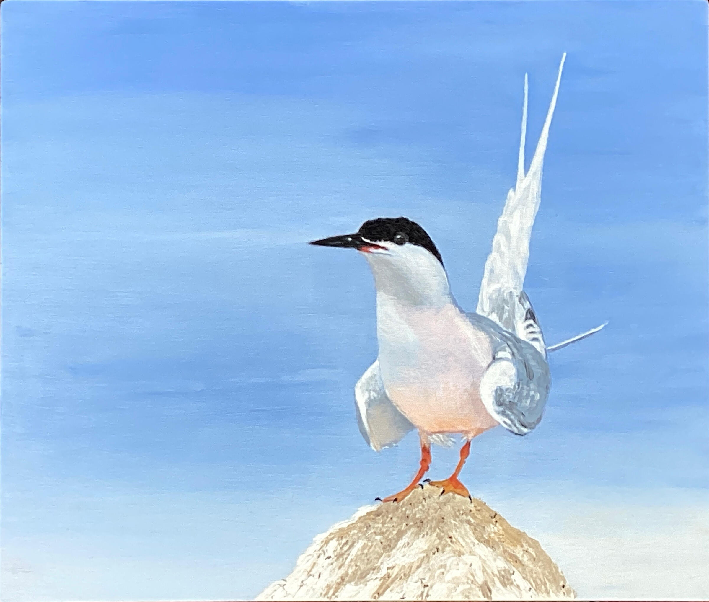 Roseate Tern (SOLD)