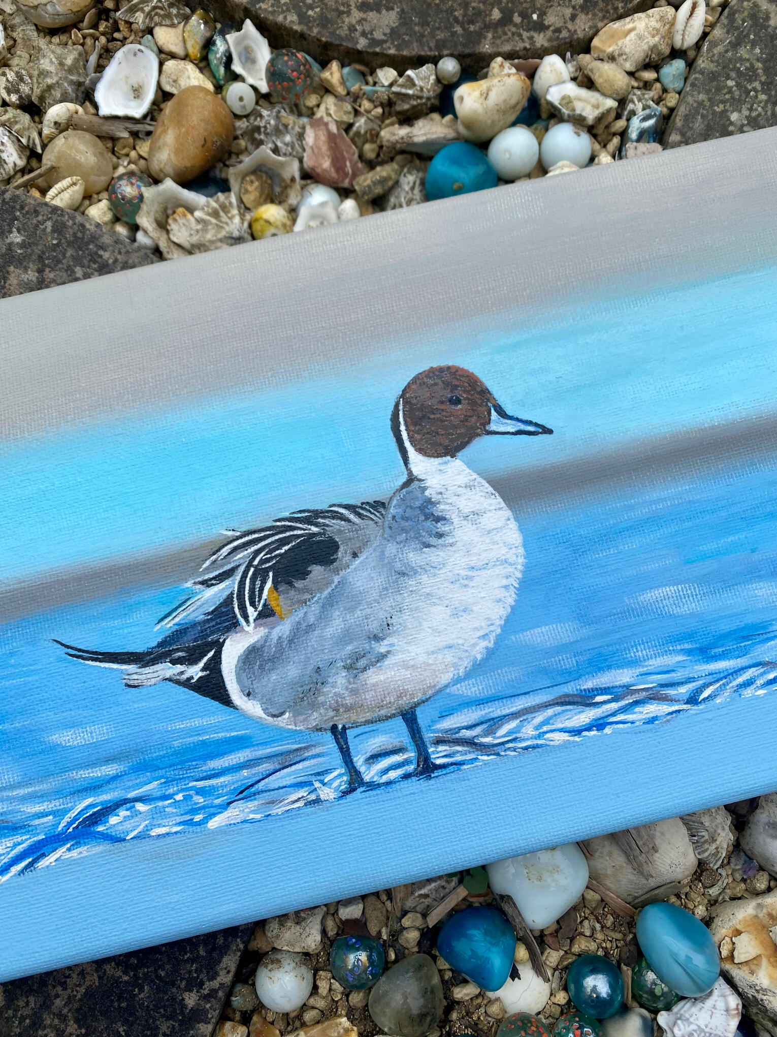Pintail duck (SOLD)